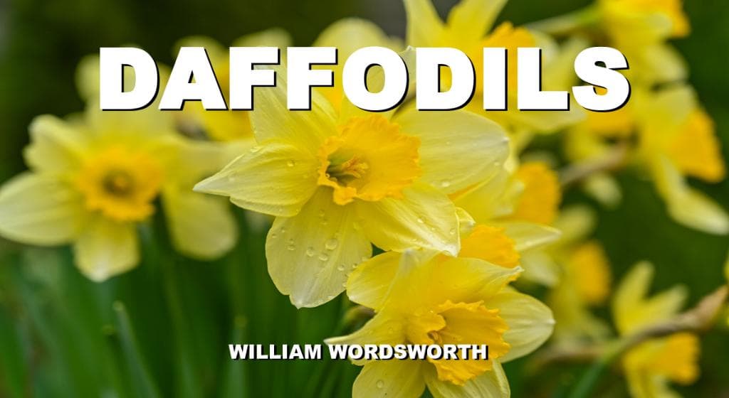 A field of daffodils